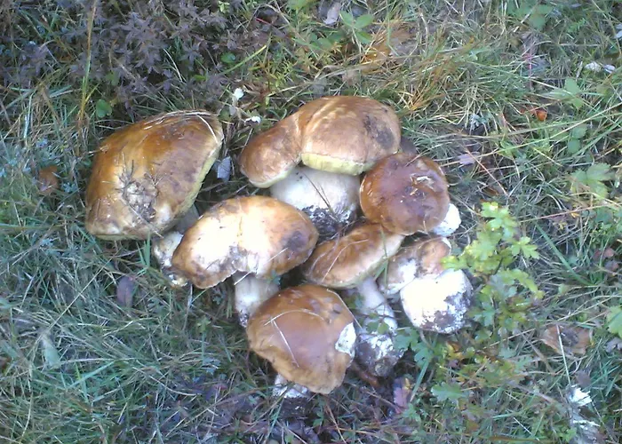 Hotel Ristorante Guerri