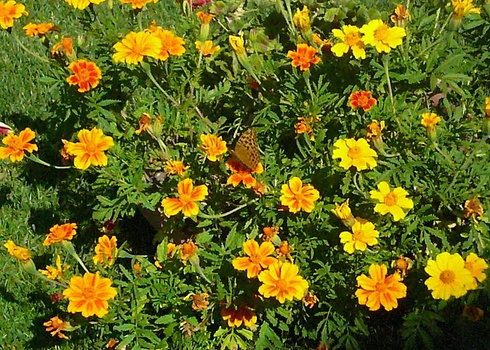 Ristorante Guerri Hotel