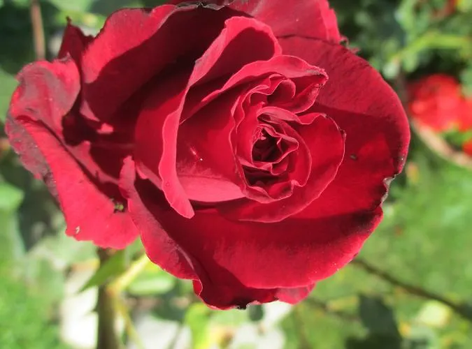 Ristorante Guerri Hotel