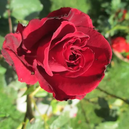 Ristorante Guerri Hotel