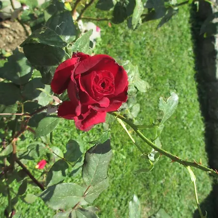 ホテル Ristorante Guerri ピエヴェペーラゴ