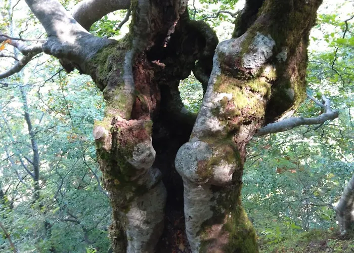 Ristorante Guerri Hotel Pievepelago